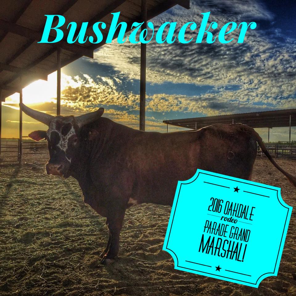 Grand Marshall of the 2016 Oakdale Rodeo Parade - 4X World Champion Bucking Bull - Bushwacker