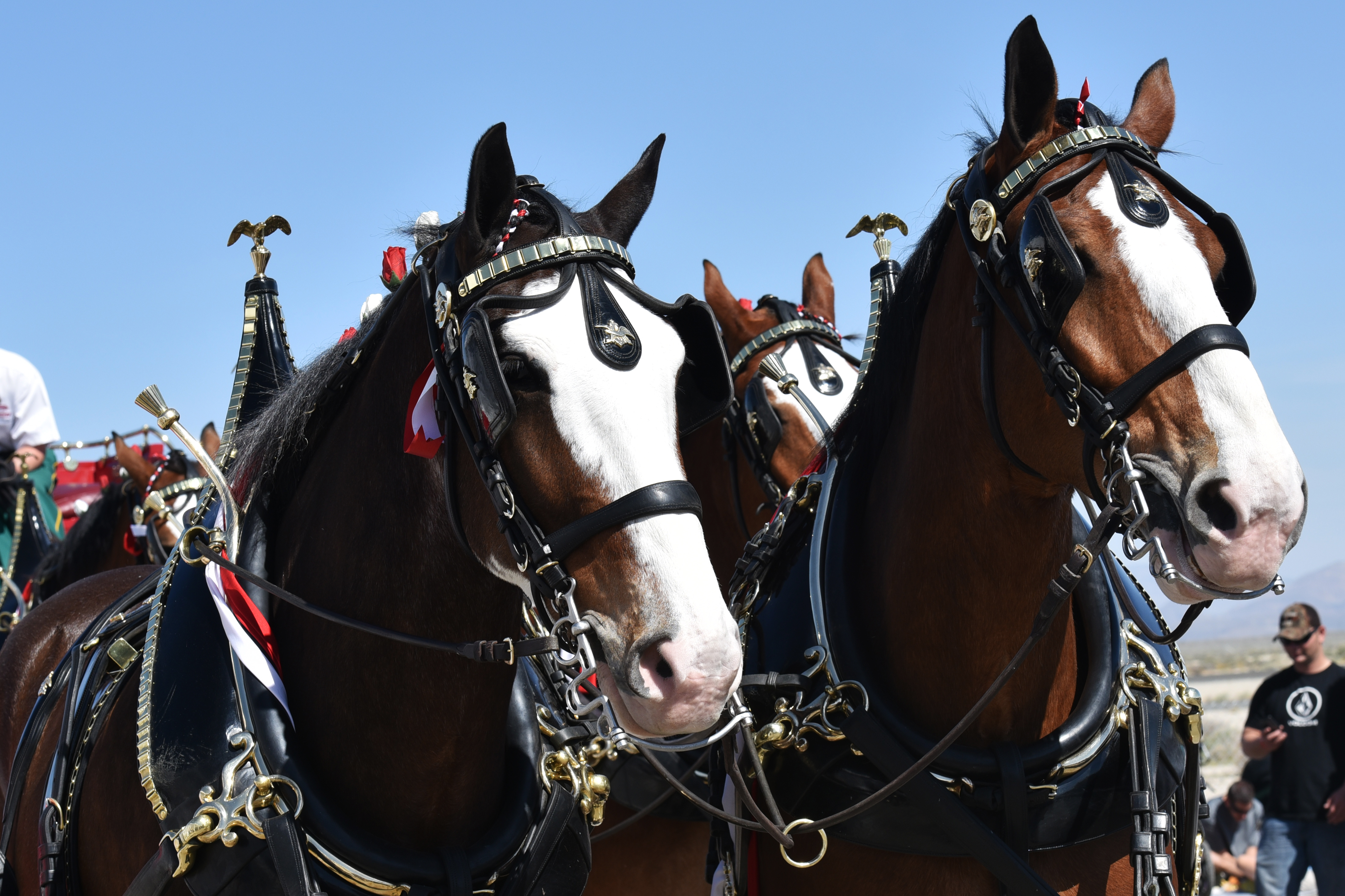 clydesdales by Shawna